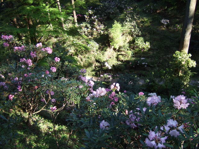 岡寺２の写真の写真