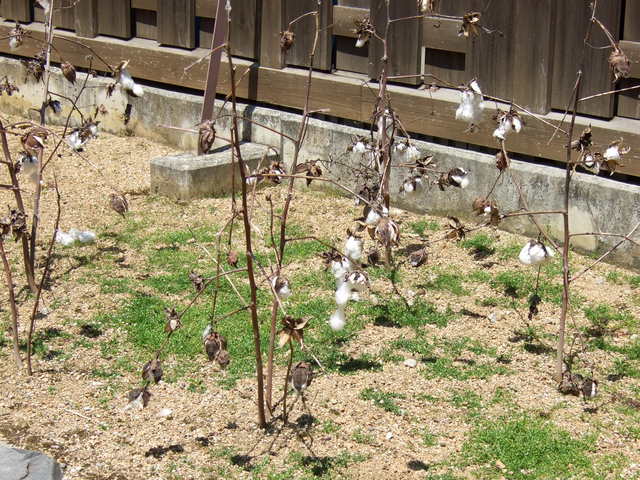 重要伝統的建造物群保存地区・橿原市今井町３９の写真の写真