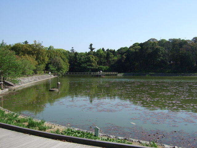 橿原神宮・深田池１の写真の写真