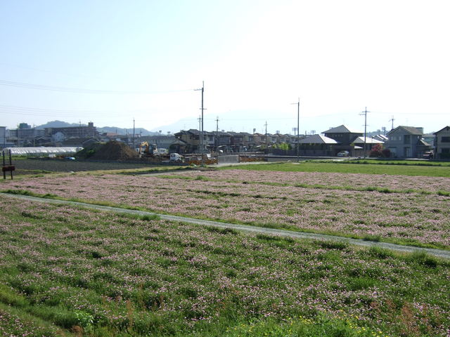 特別史跡・本薬師寺跡・伽藍の南東方向の写真の写真