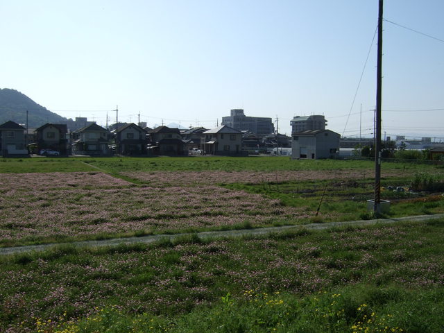 特別史跡・本薬師寺跡・伽藍の北西方向の写真の写真