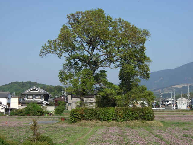 特別史跡・本薬師寺跡・天香久山(左)と東塔跡の写真の写真