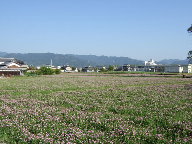 特別史跡・本薬師寺跡・ホテイアオイが広がる旧跡の写真の写真