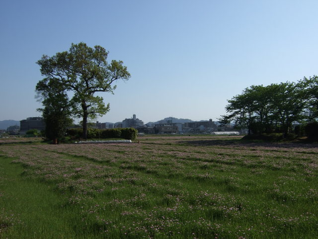 特別史跡・本薬師寺跡・伽藍北側から見る中央部の写真の写真