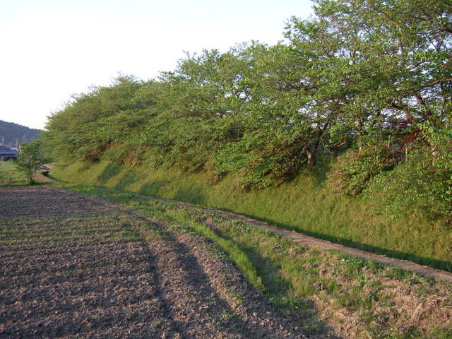 特別史跡・藤原宮跡１の写真の写真