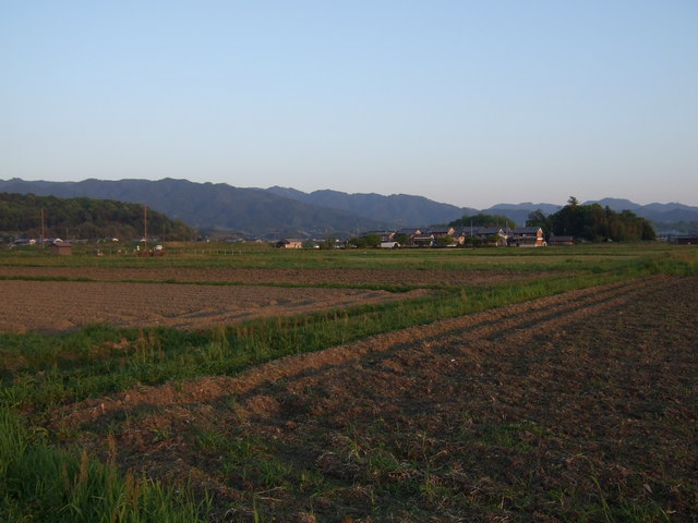 特別史跡・藤原宮跡３０の写真の写真