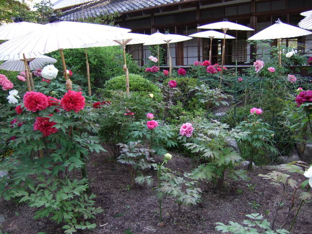 史跡名勝・中之坊・香藕園・ボタン祭りの写真の写真