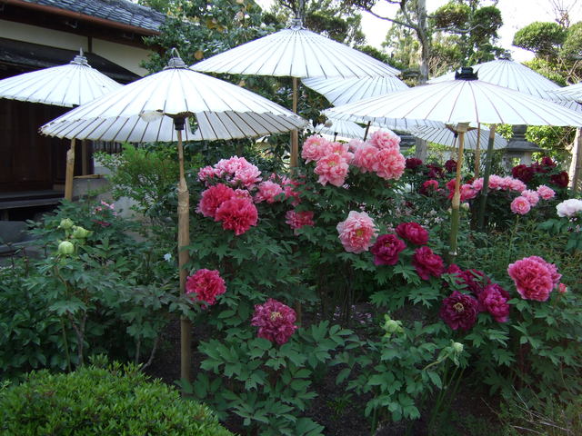 史跡名勝・中之坊・香藕園・ボタン１の写真の写真