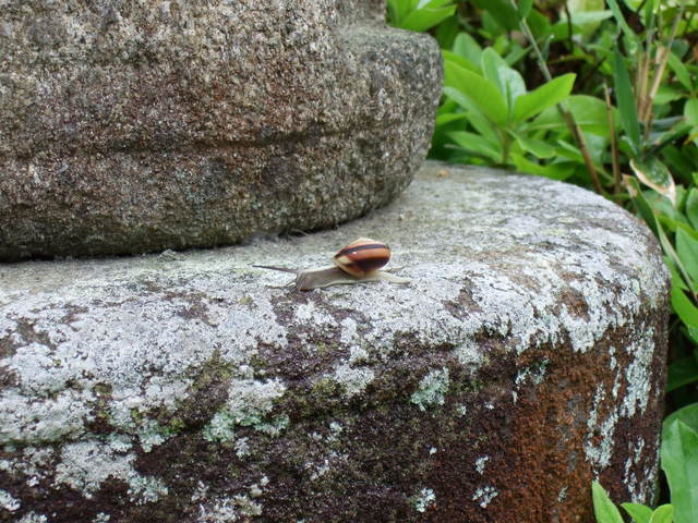 不退寺の写真の写真