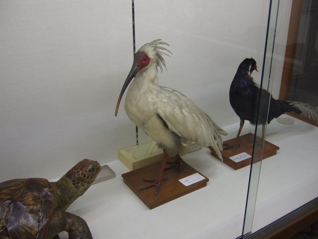 特別天然記念物・トキの剥製の写真の写真