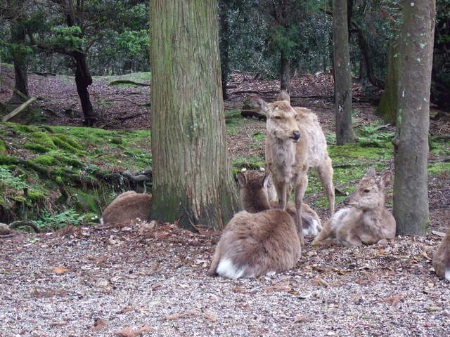 天然記念物・奈良公園の鹿の写真の写真
