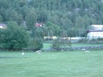 スタバンガー〜リーセフィヨルド・広い庭にヤギがのんびりと生活する