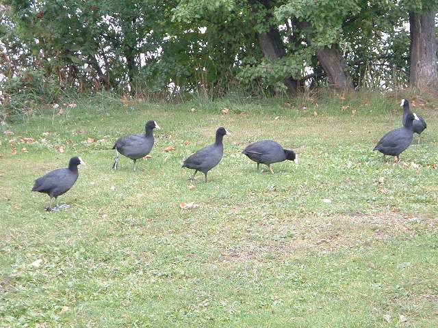 フレデリクスボー城・野鳥の写真の写真