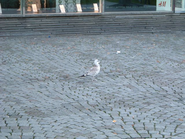 スタバンガー・鳥の写真の写真