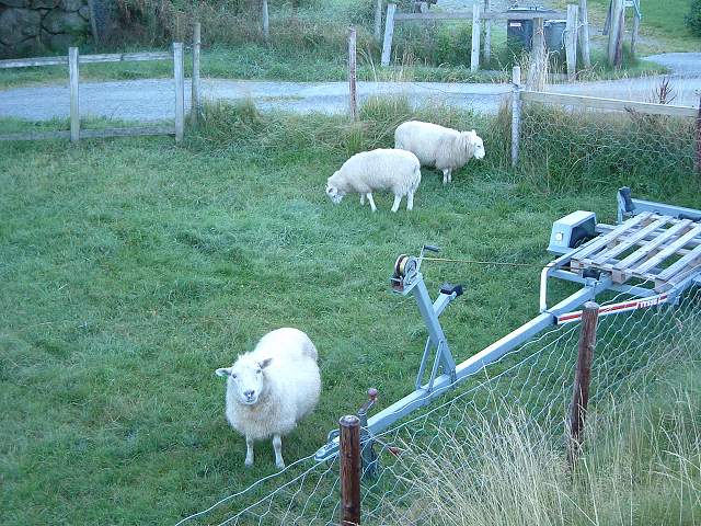 スタバンガー〜リーセフィヨルド・ヤギの写真の写真