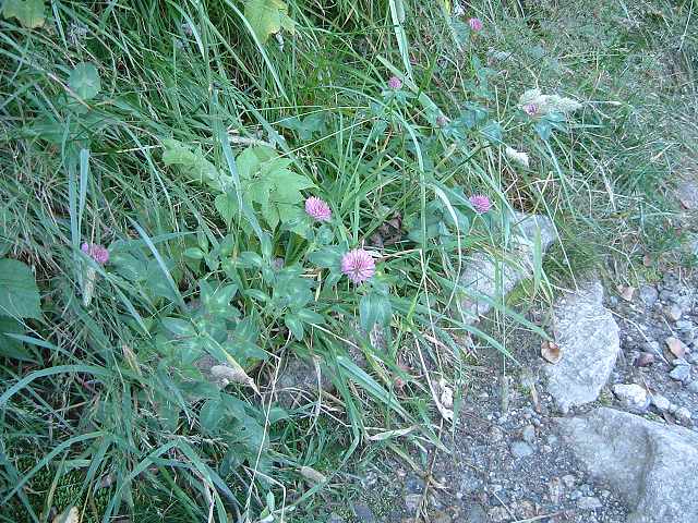 リーセフィヨルド・野草の写真の写真