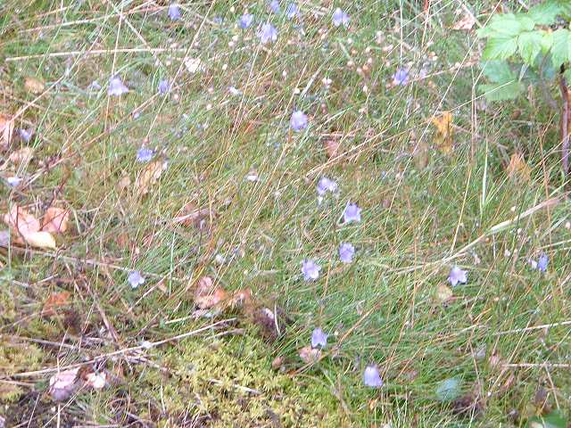 フロムの写真の写真