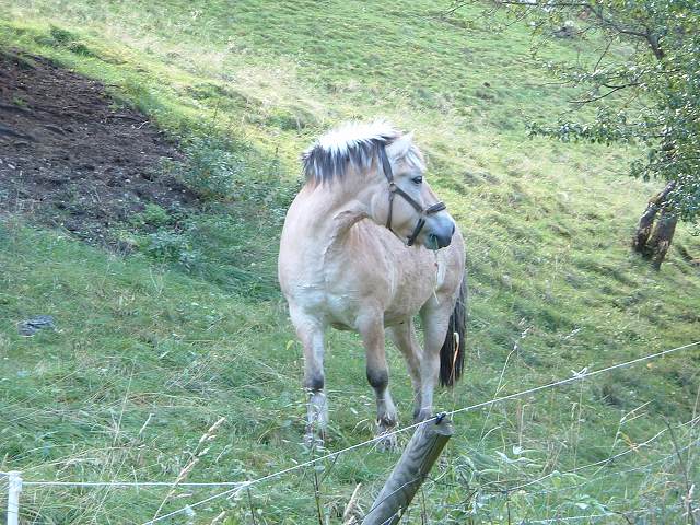フロム(フロム鉄道)・馬の写真の写真