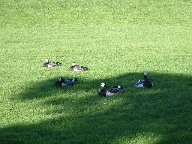 オスロ・カモの写真の写真