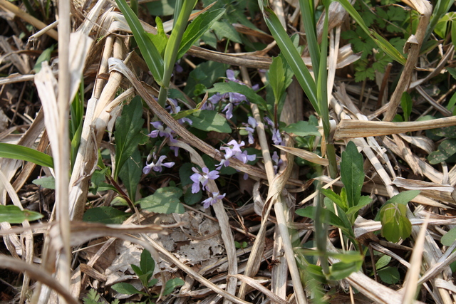 九頭竜湖・野草の写真の写真