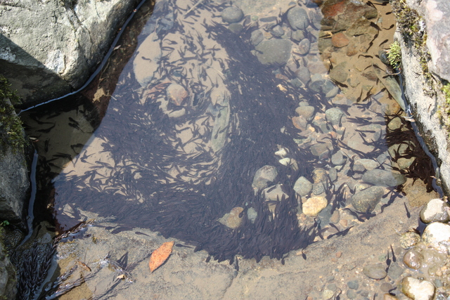 特別名勝・一乗谷朝倉氏庭園・朝倉義景館庭園・池に生息するおたまじゃくしの写真の写真