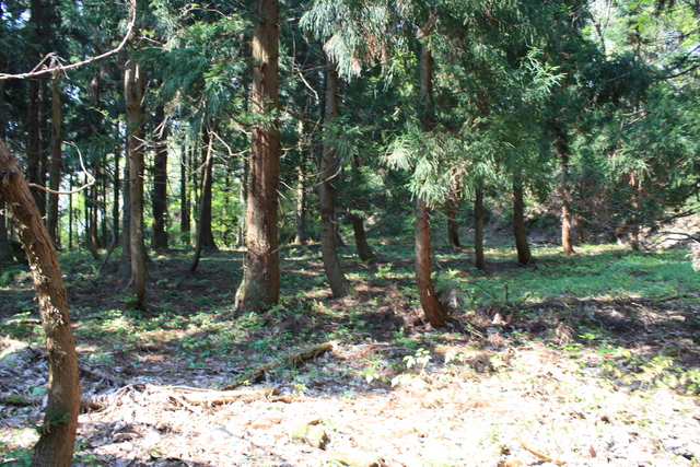 一乗谷城・一の丸２の写真の写真