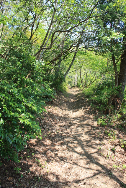 一乗谷城７の写真の写真