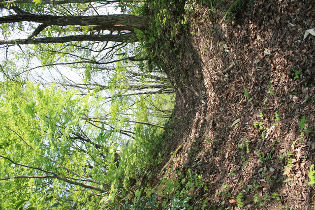 一乗谷城１０の写真の写真