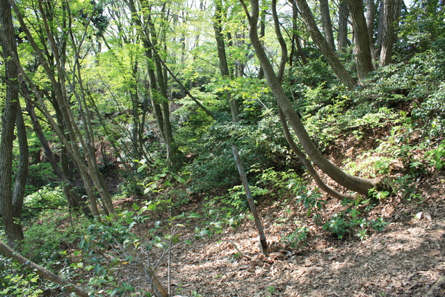 一乗谷城１２の写真の写真