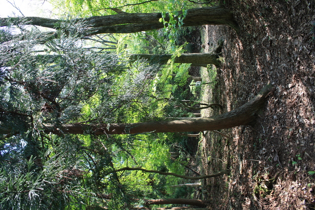 一乗谷城１３の写真の写真