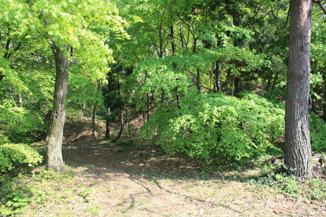 一乗谷城１７の写真の写真