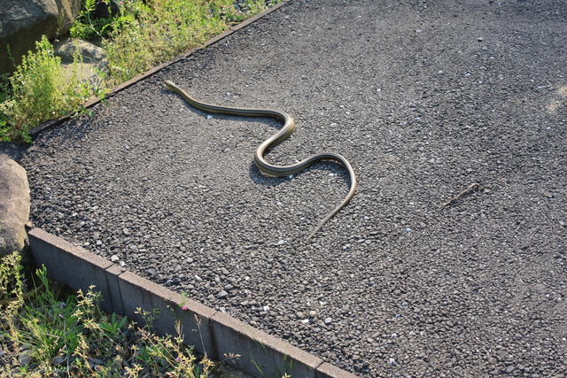 一乗谷・蛇１の写真の写真