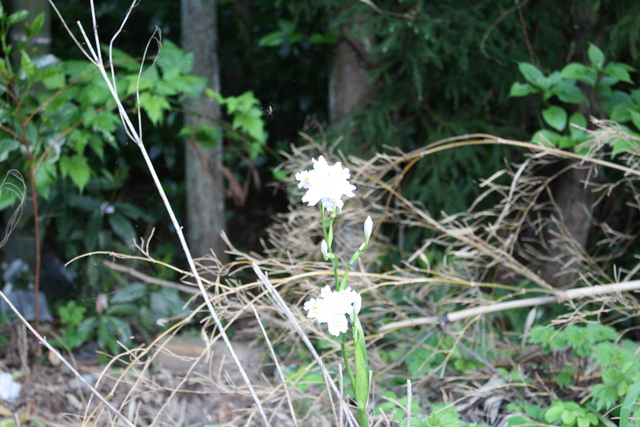特別史跡・一乗谷朝倉氏遺跡・西山光照寺跡・野草の写真の写真