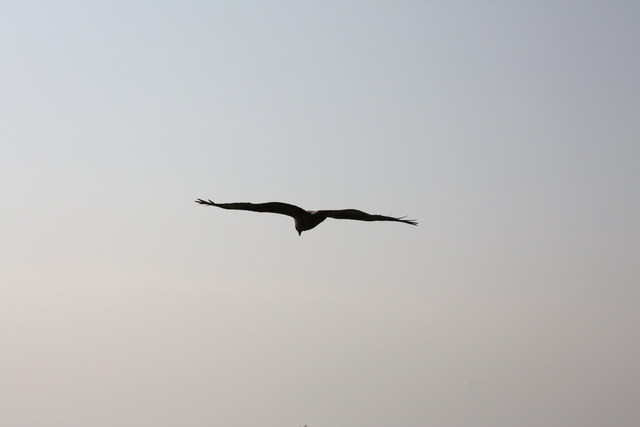 三国港突堤・海鳥の写真の写真