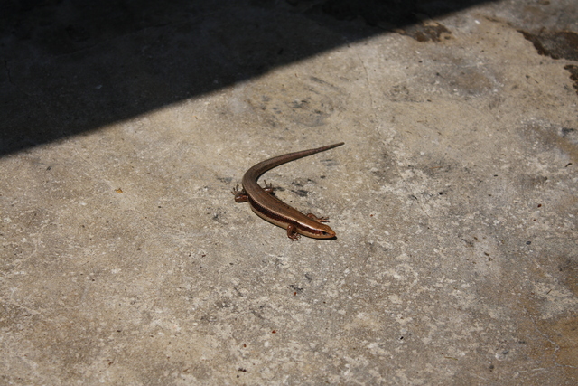 とかげの写真の写真