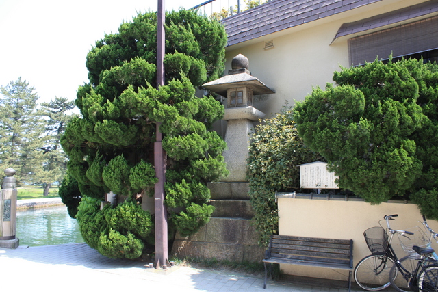 特別名勝・天橋立６の写真の写真