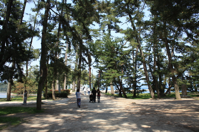 特別名勝・天橋立１１の写真の写真