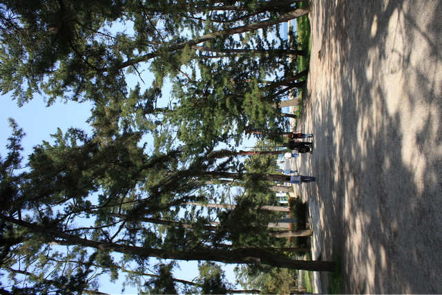 特別名勝・天橋立１２の写真の写真