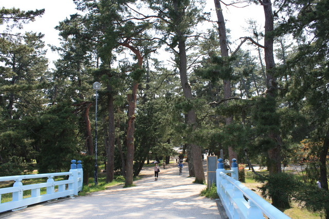 特別名勝・天橋立１８の写真の写真