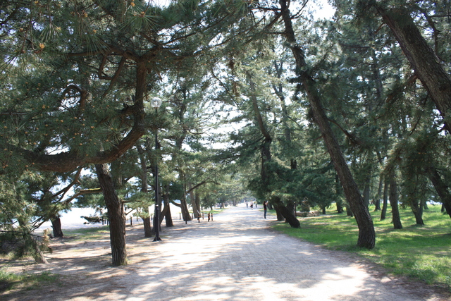 特別名勝・天橋立２８の写真の写真