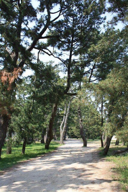 特別名勝・天橋立２９の写真の写真