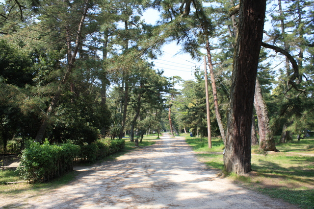 特別名勝・天橋立３３の写真の写真