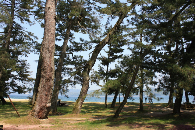 特別名勝・天橋立３４の写真の写真