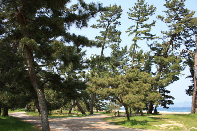 特別名勝・天橋立３５の写真の写真