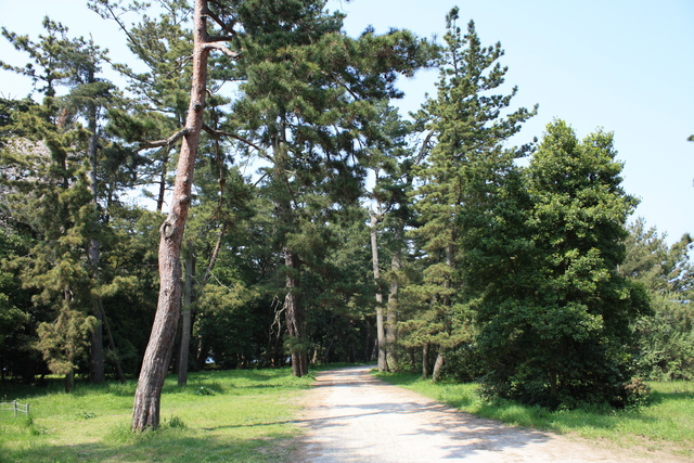 特別名勝・天橋立３６の写真の写真