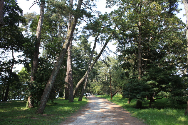 特別名勝・天橋立３７の写真の写真