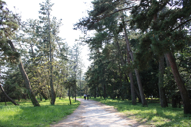 特別名勝・天橋立３８の写真の写真