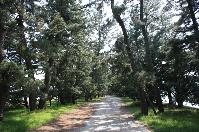 特別名勝・天橋立４２の写真の写真