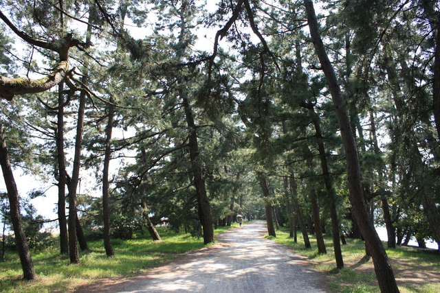 特別名勝・天橋立４７の写真の写真