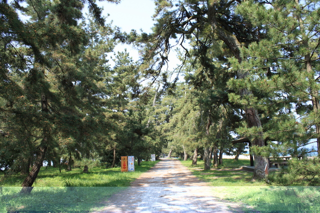 特別名勝・天橋立４８の写真の写真